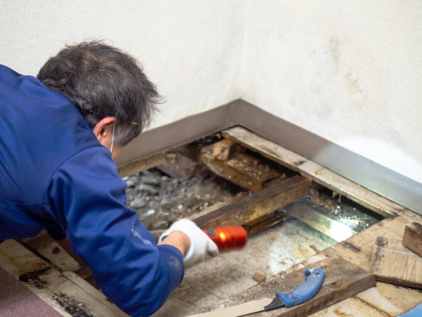 Best Mold Remediation  in Providence, UT