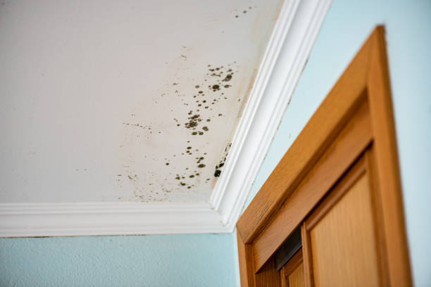 Best Mold Removal Specialists  in Providence, UT