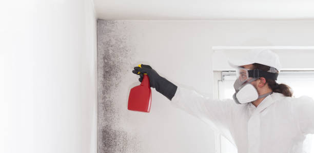 Best Mold Removal Company Near Me  in Providence, UT
