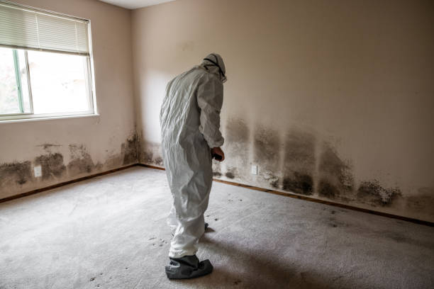Best Crawl Space Mold Removal  in Providence, UT