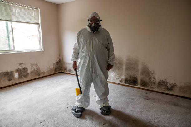 Best Local Mold Removal Service  in Providence, UT