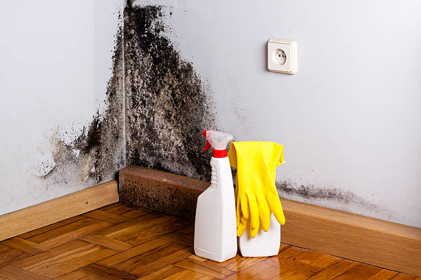 Best Professional Mold Removal  in Providence, UT