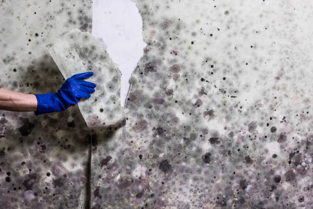 Best Certified Mold Removal  in Providence, UT