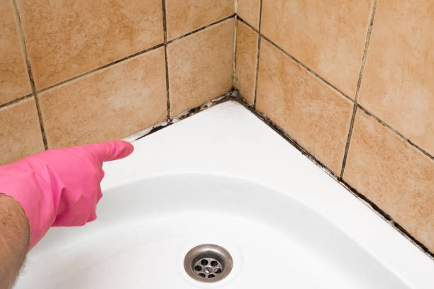 Trusted Providence, UT Mold Removal Experts